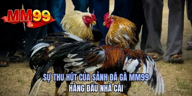 Sự thu hút của sảnh đá gà MM99 hàng đầu nhà cái